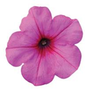 Petunia Wave PINK PASSION new color!