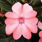 Sunpatiens BLUSH PINK new color!