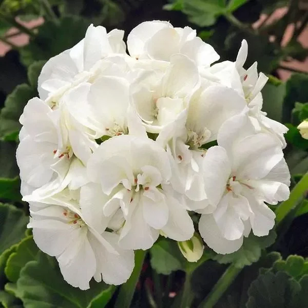 Geranium Galaxy WHITE