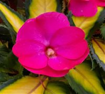 Sunpatiens TROPICAL ROSE VARIEGATED new color!