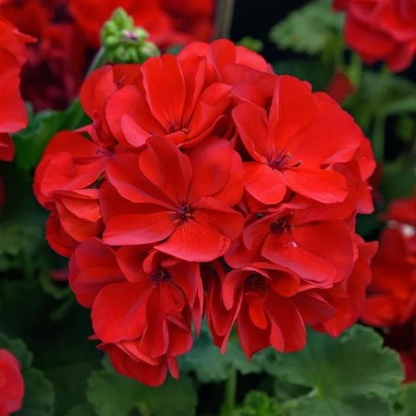 Geranium Fantasia DARK RED