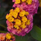 Lantana PASSION FRUIT new plant!!