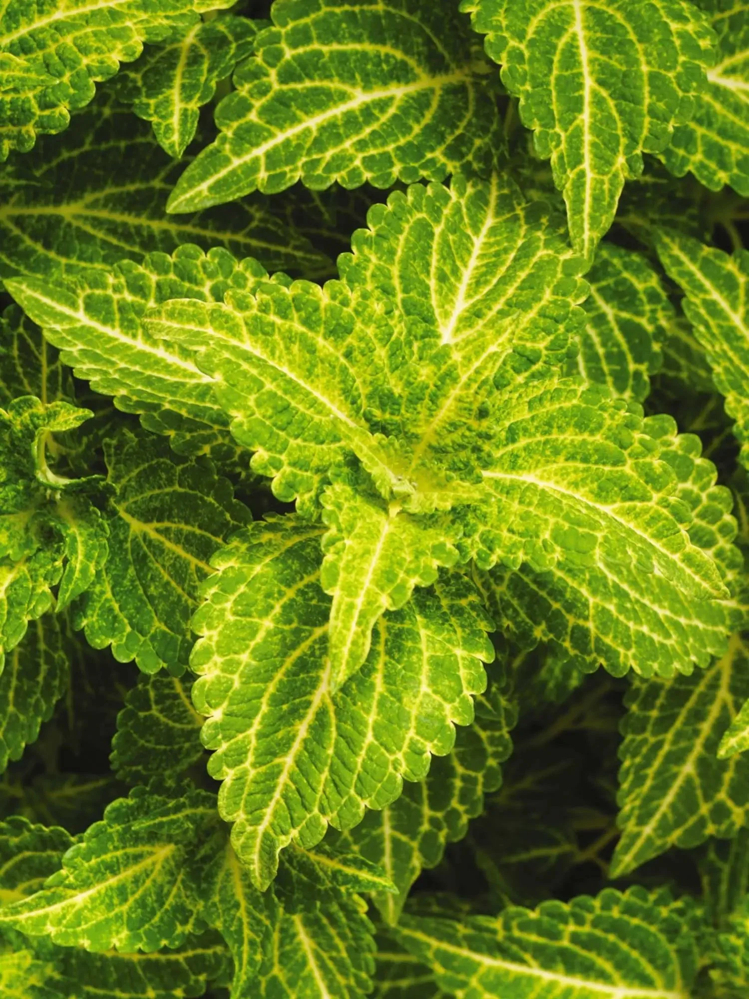 Coleus ELECTRIC LIME