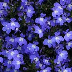 Lobelia Hot Springs SKY BLUE