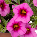 Calibrachoa - HOT PINK new plant!!