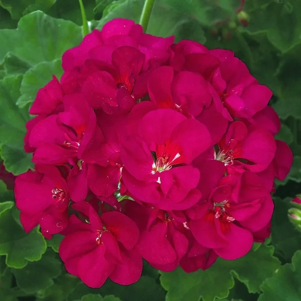 Geranium RASPBERRY