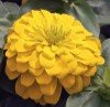 Magellan Zinnia YELLOW new color!