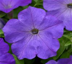 Petunia Wave LAVENDER BLUE SKY new color!