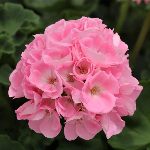 Geranium Dynamo LIGHT PINK