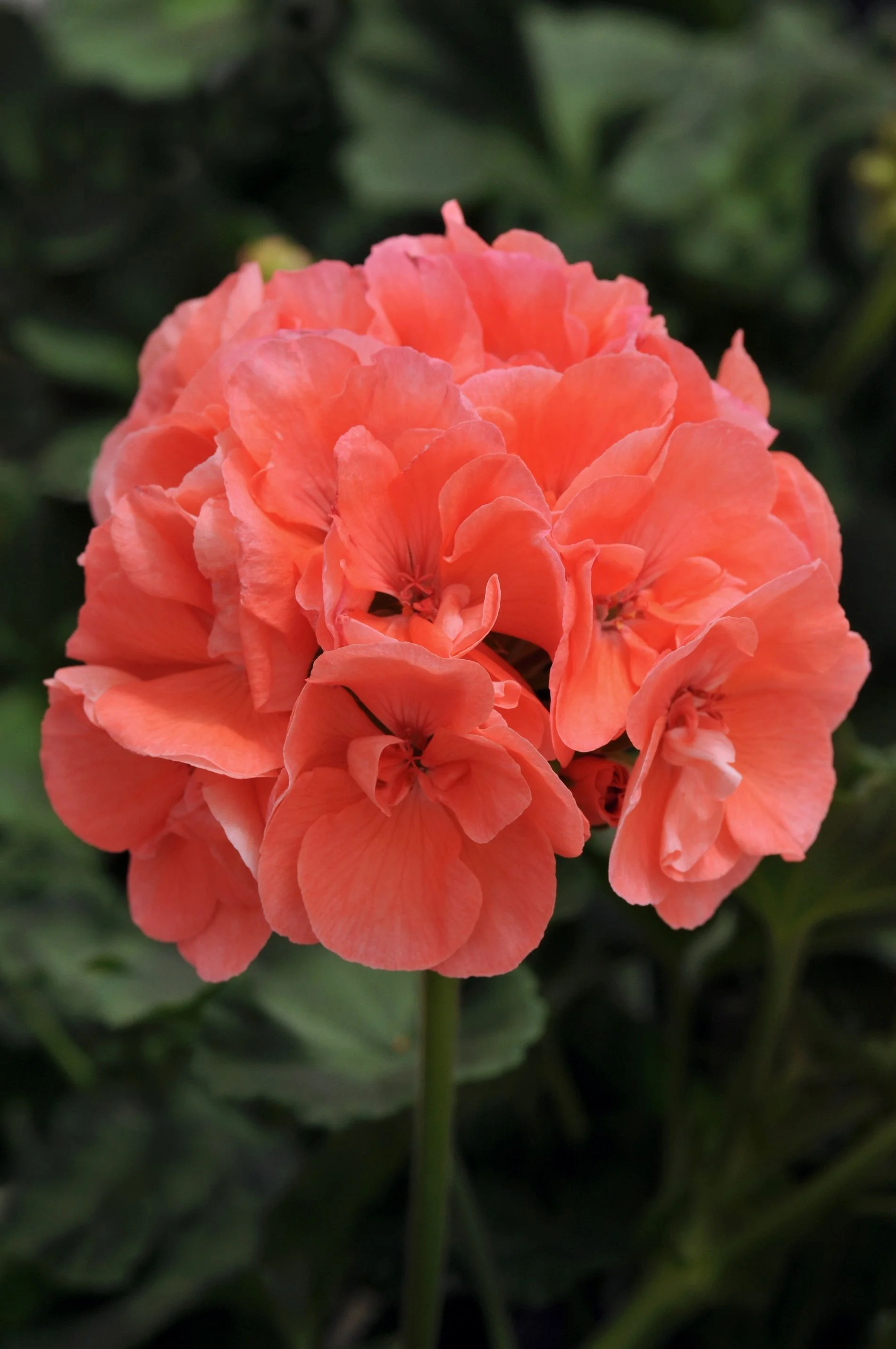 Geranium Dynamo SALMON