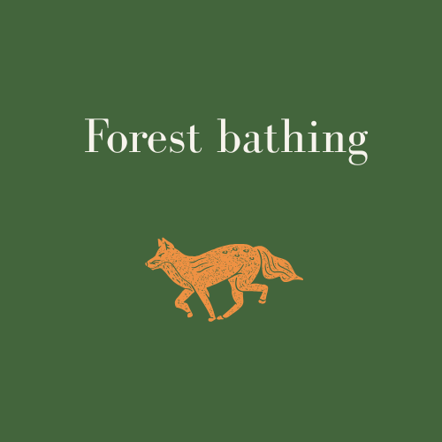 Forest bathing nature connection walks in Winchester, Hampshire