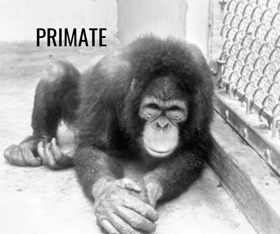 A chimpanzee sitting on a concrete floor with the word 'PRIMATE' written above it.