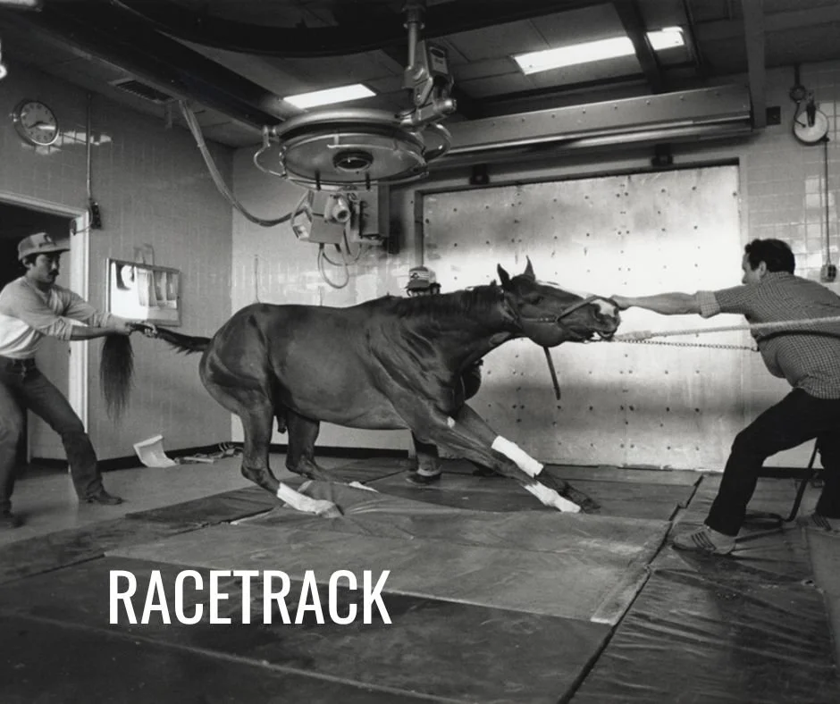 Veterinary procedure room with two men handling a horse with leg bandages, seen in a black and white photograph. "RACETRACK" text overlay.