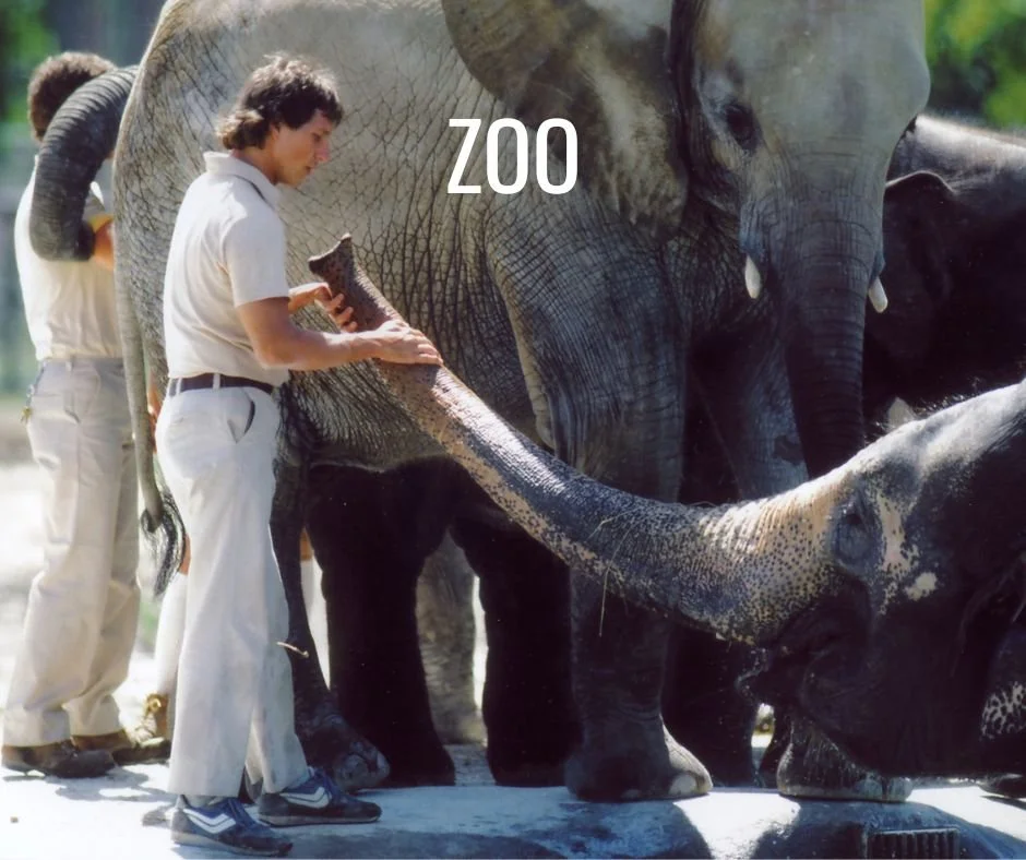 Zookeepers interacting with elephants at a zoo, with one elephant reaching its trunk towards a person.