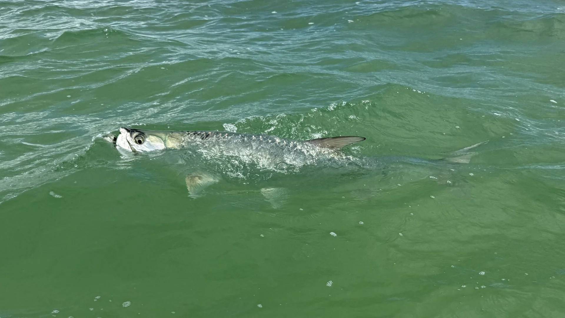 Fly fish for tarpon in the Upper Keys (Islamorada, Tavernier, and Key Largo with full time fly fishing guide Capt. Chandler Williams.