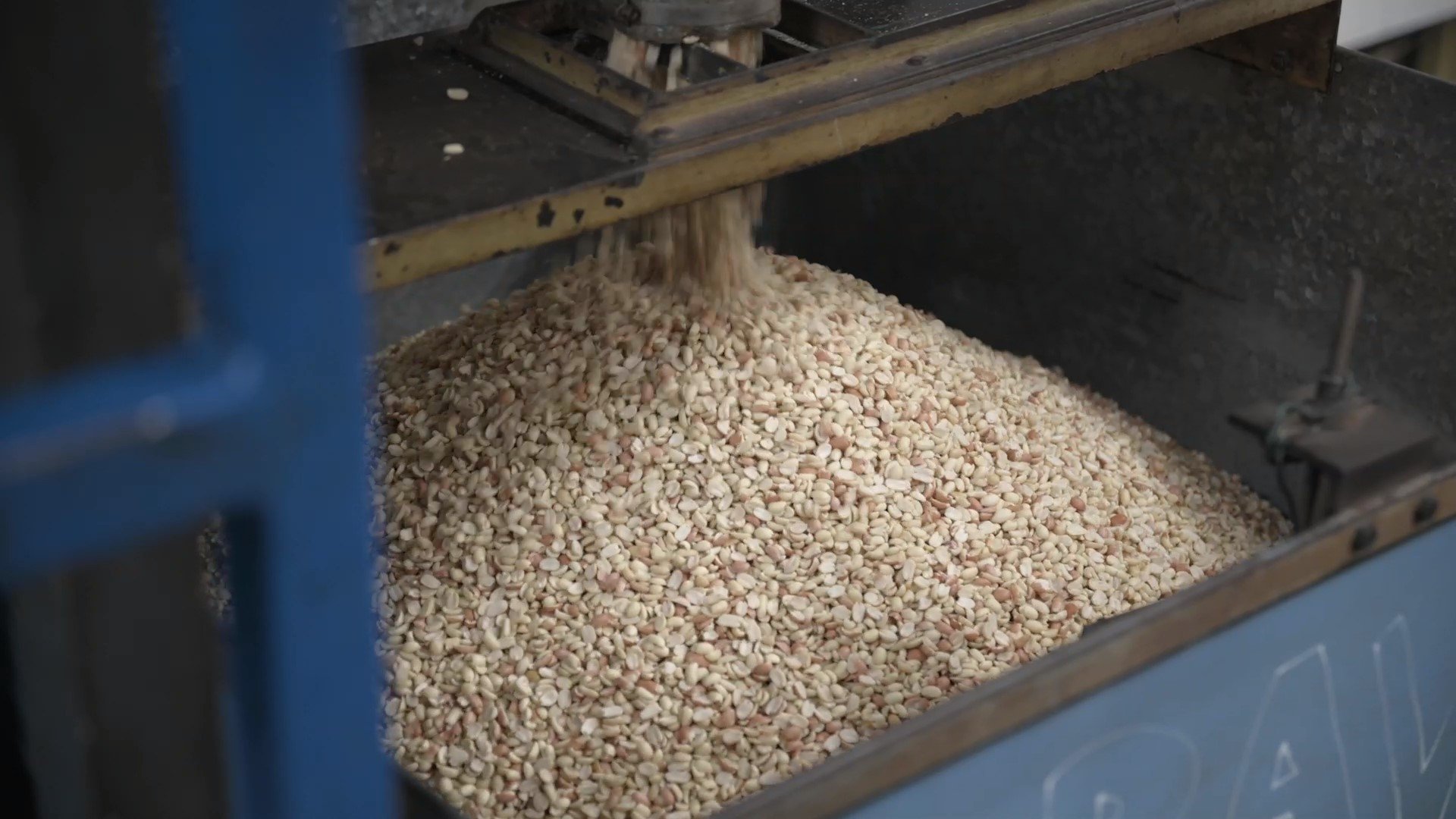organic valencia peanuts coming out of machine