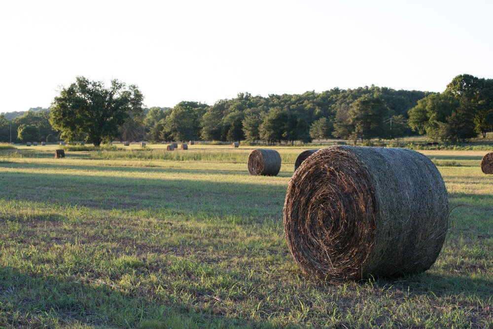 A vast field with hay bales scattered across, surrounded by trees with a hilly forest in the background, under a clear sky.