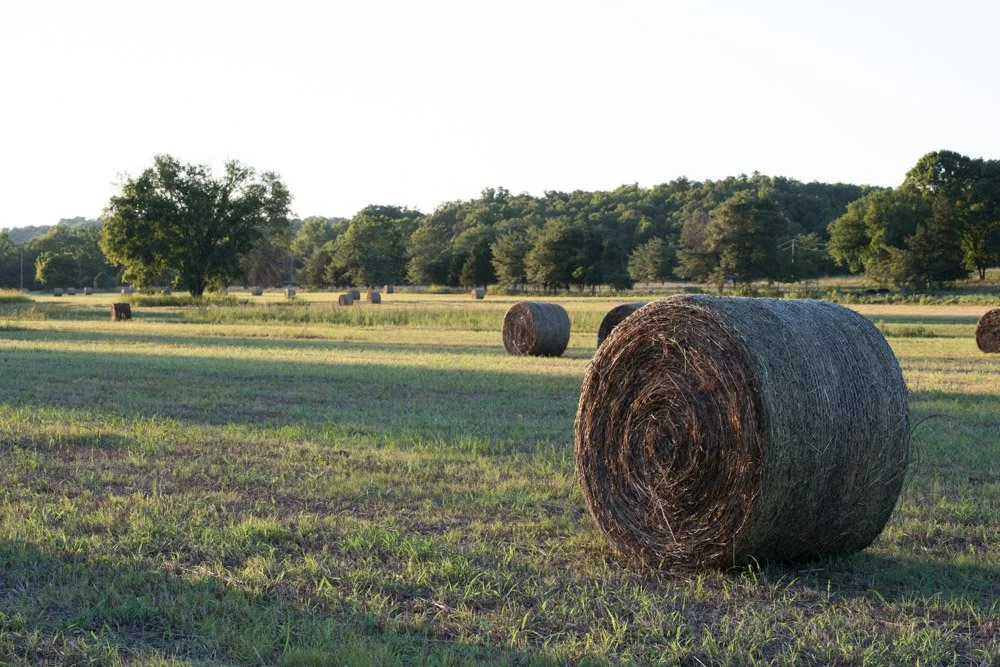 A vast field with hay bales scattered across, surrounded by trees with a hilly forest in the background, under a clear sky.