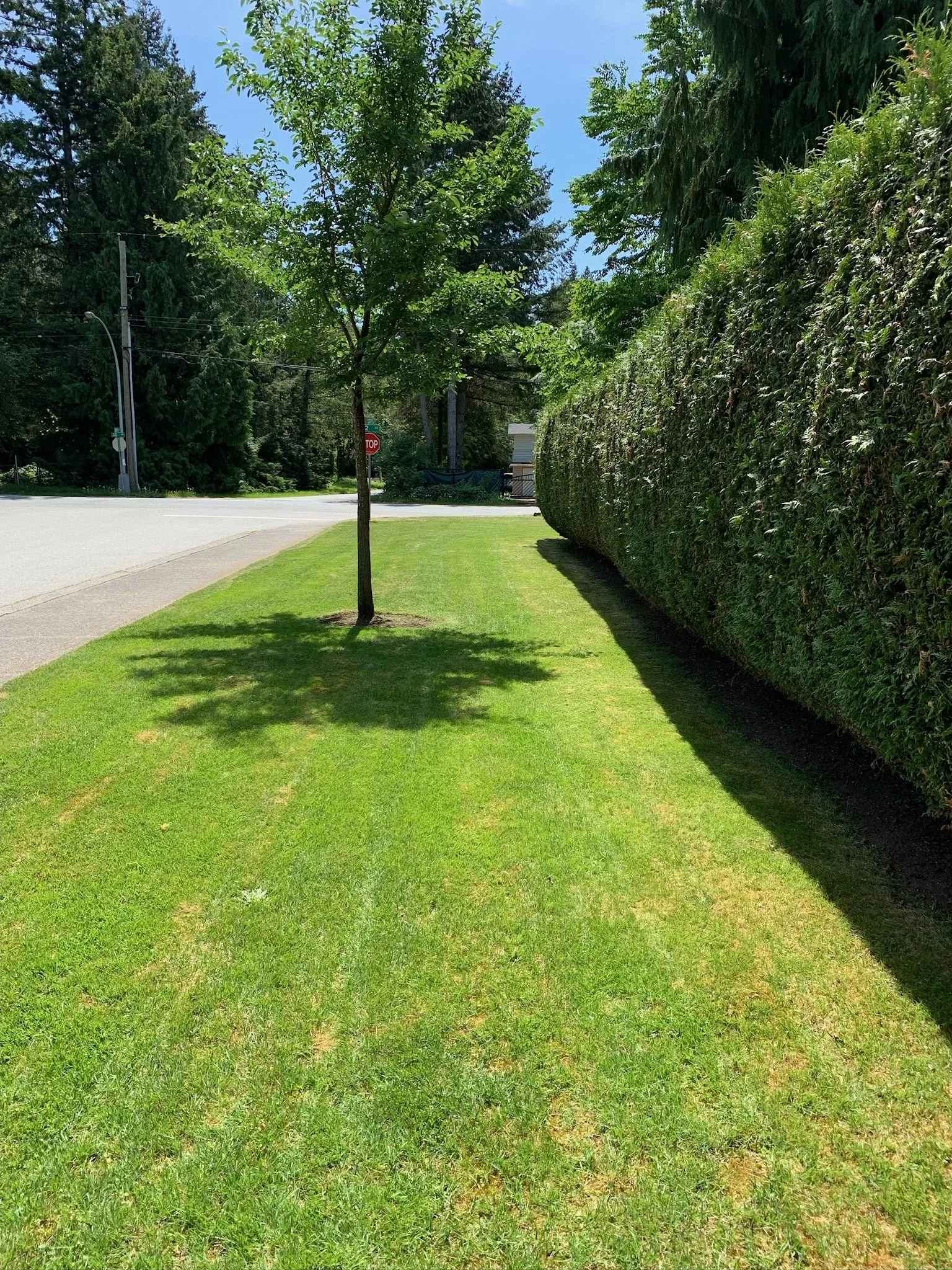 A small tree stands in a grassy yard next to a tall hedge, with a sunny blue sky overhead and a road in the background.