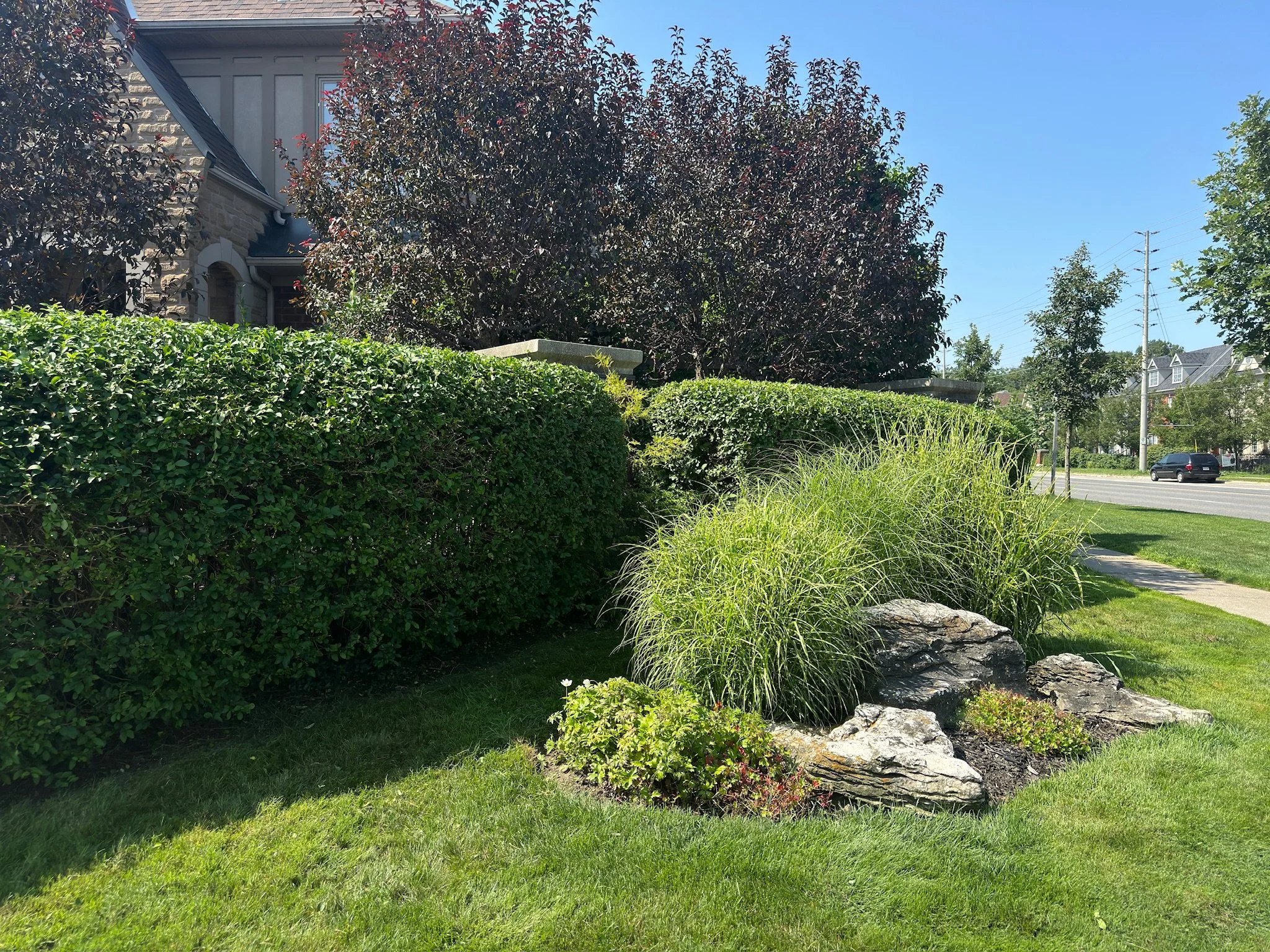 A landscaped residential yard with a well-trimmed green hedge, tall ornamental grasses, flowering plants, and rocks, next to a sidewalk and street with cars and houses in the distance.