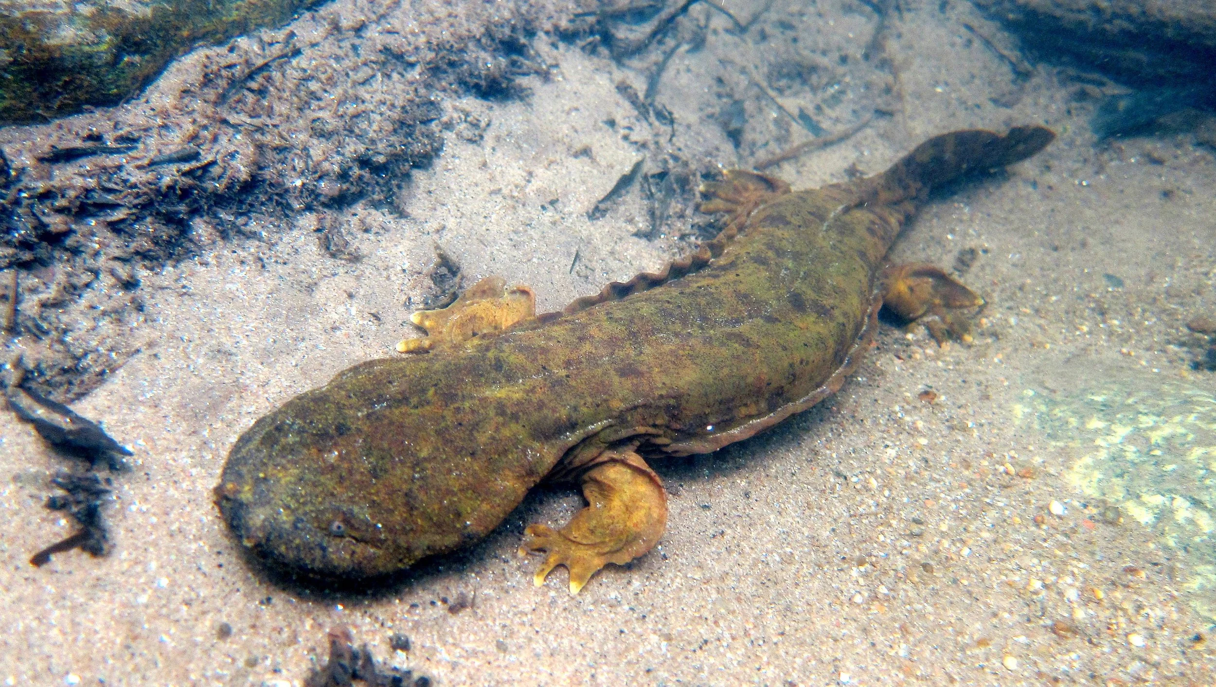 Discovering the Hidden Giants: Hellbenders in Boone, North Carolina