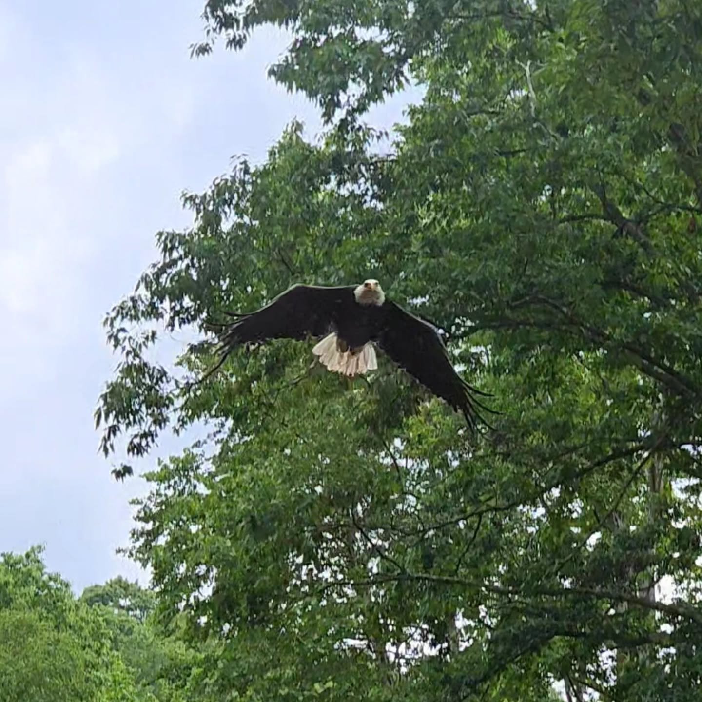 We constantly see a HUGE variety of wildlife on our #paddletours , including the #baldeagle ! Celebrate the 4th of July the right way with eagles and much more on the New River, Boone, NC. 
.
.
.
.
.
.
.
.
#4thofjuly #eagle #America #paddle #SUP #new