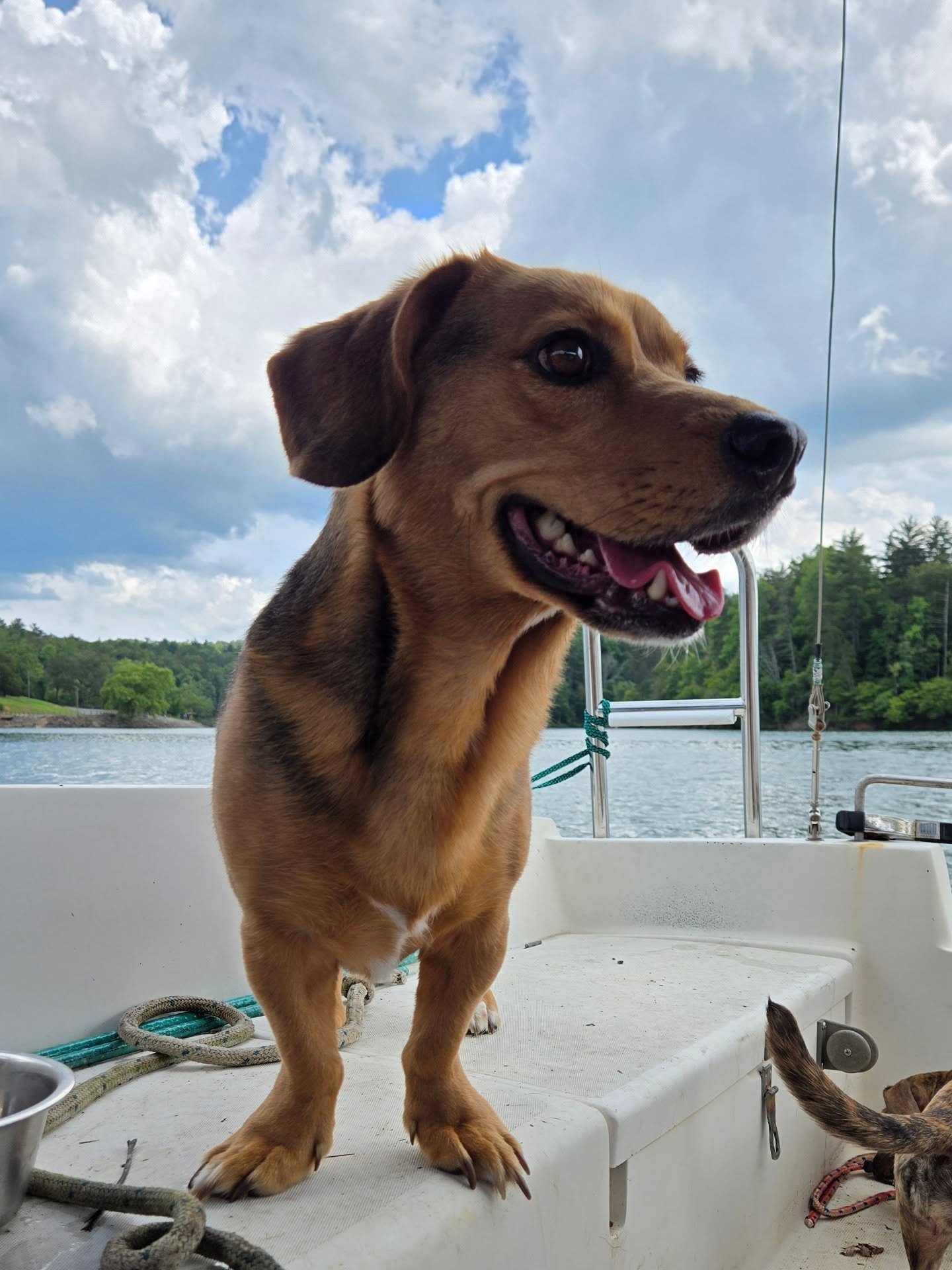 #Dogs love the lake too! Book a #dogfriendly  #sailing tour or rental today with #tourboone 
.
.
.
.
.
.
#boone #boonenc #sail #sailboat #tour #rental #blowingrock #blowingrocknc #lake #wnc #wncmountains