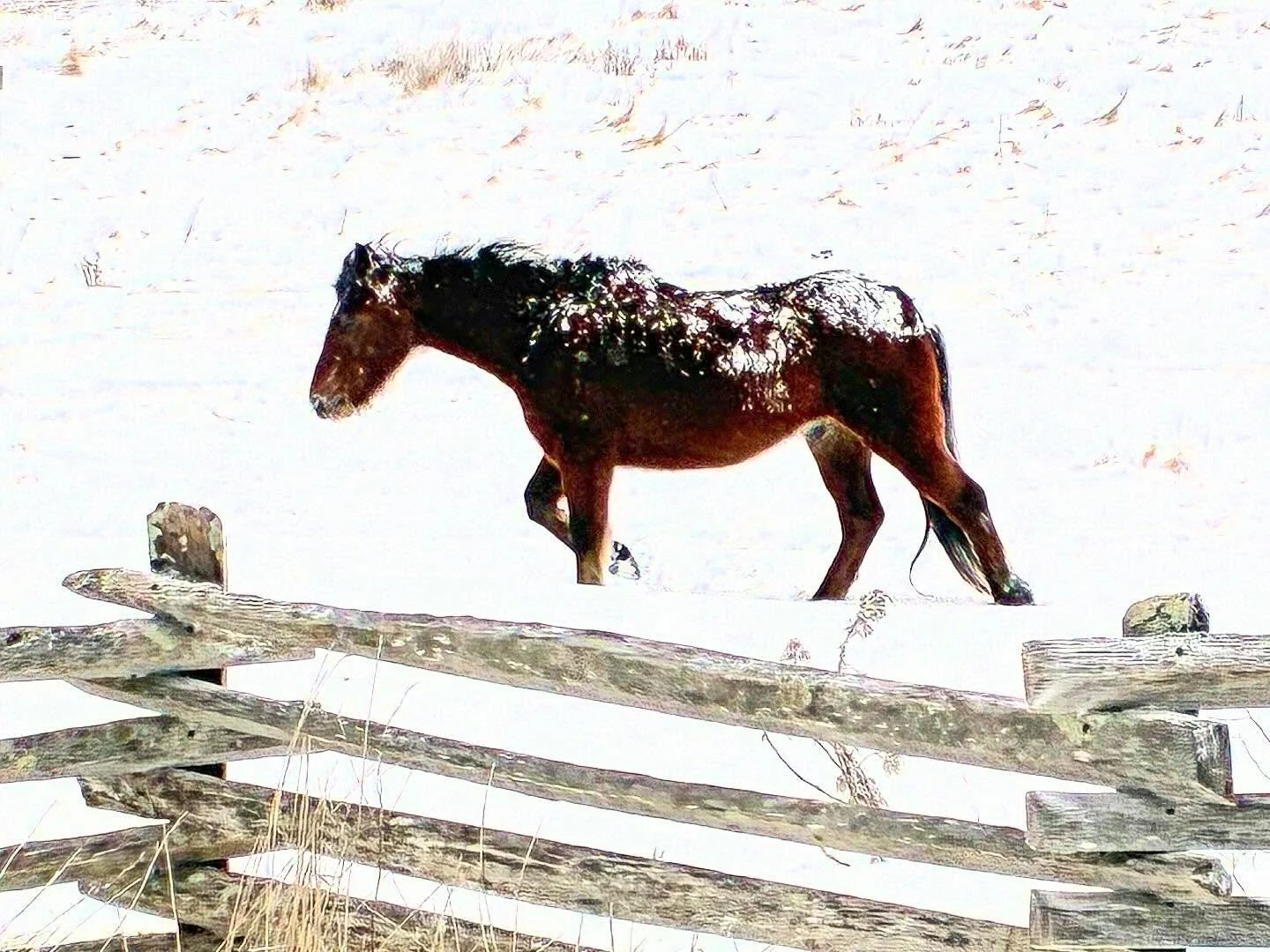 Did you know not too far away from #boone there is a herd of wild ponies introduced in 1974 to graze balds? These herds are often seen near the #appalachiantrail on the Tennessee, Virginia, and #NC borders. Primarily found in Grayson Highlands State 