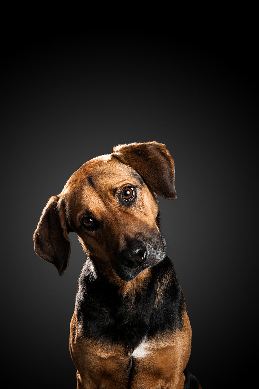 Paws For You - Missing Owners