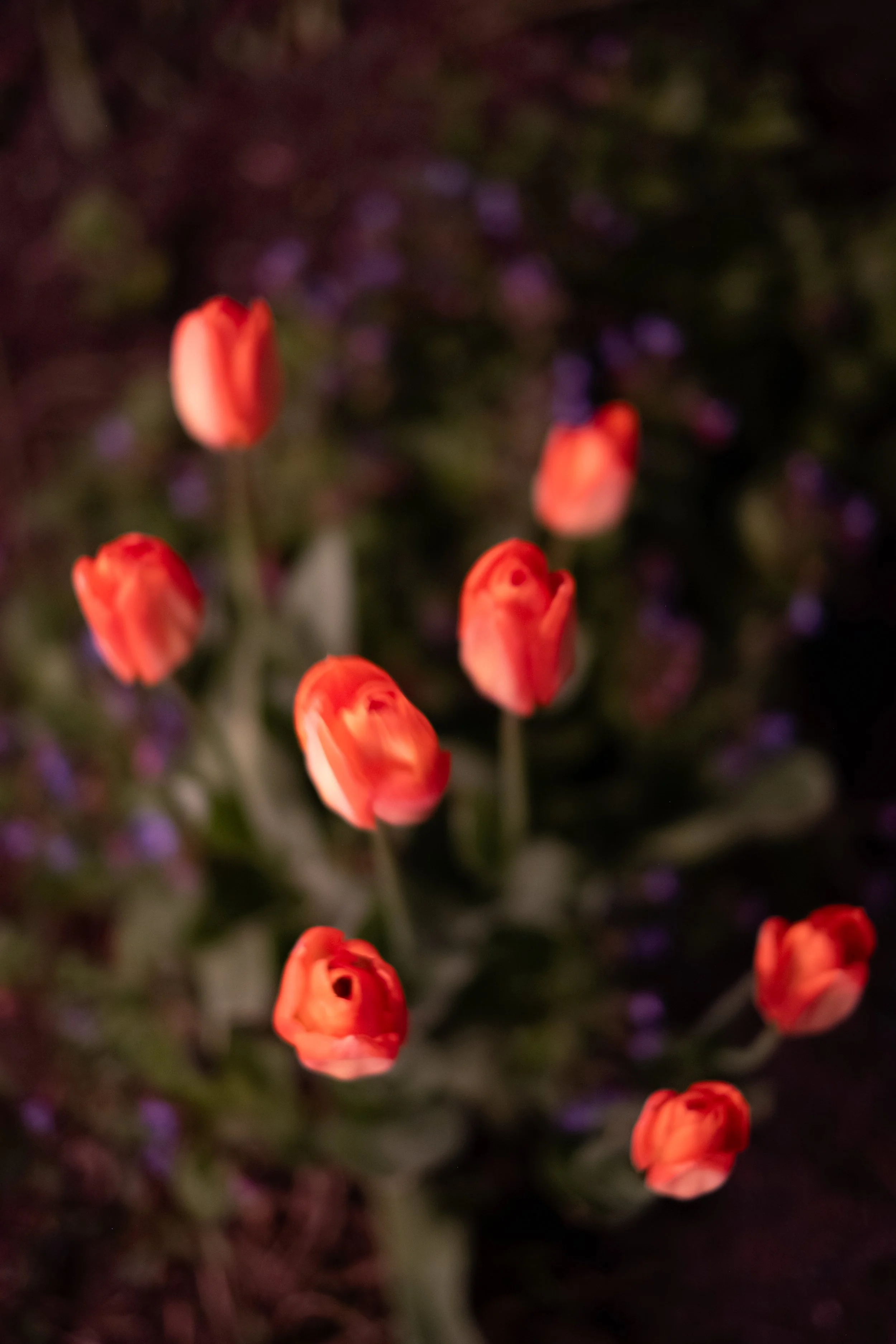 Blurred image of orange tulips with a dark background containing purple flowers.