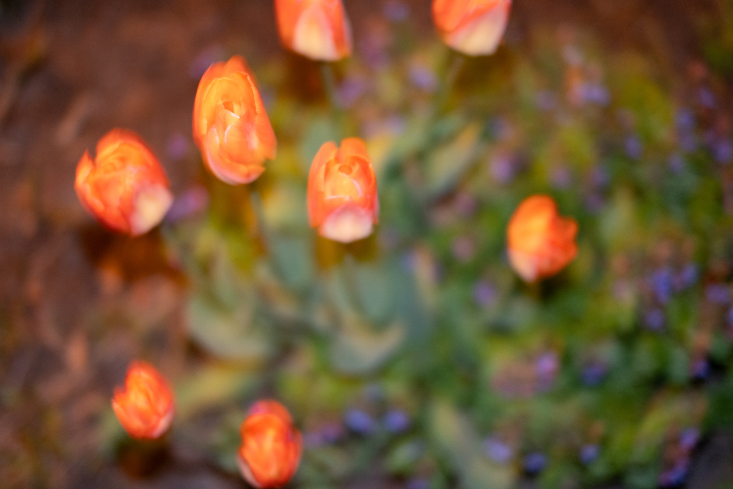 Close-up photo of orange flower buds against blurred background of green and purple foliage.