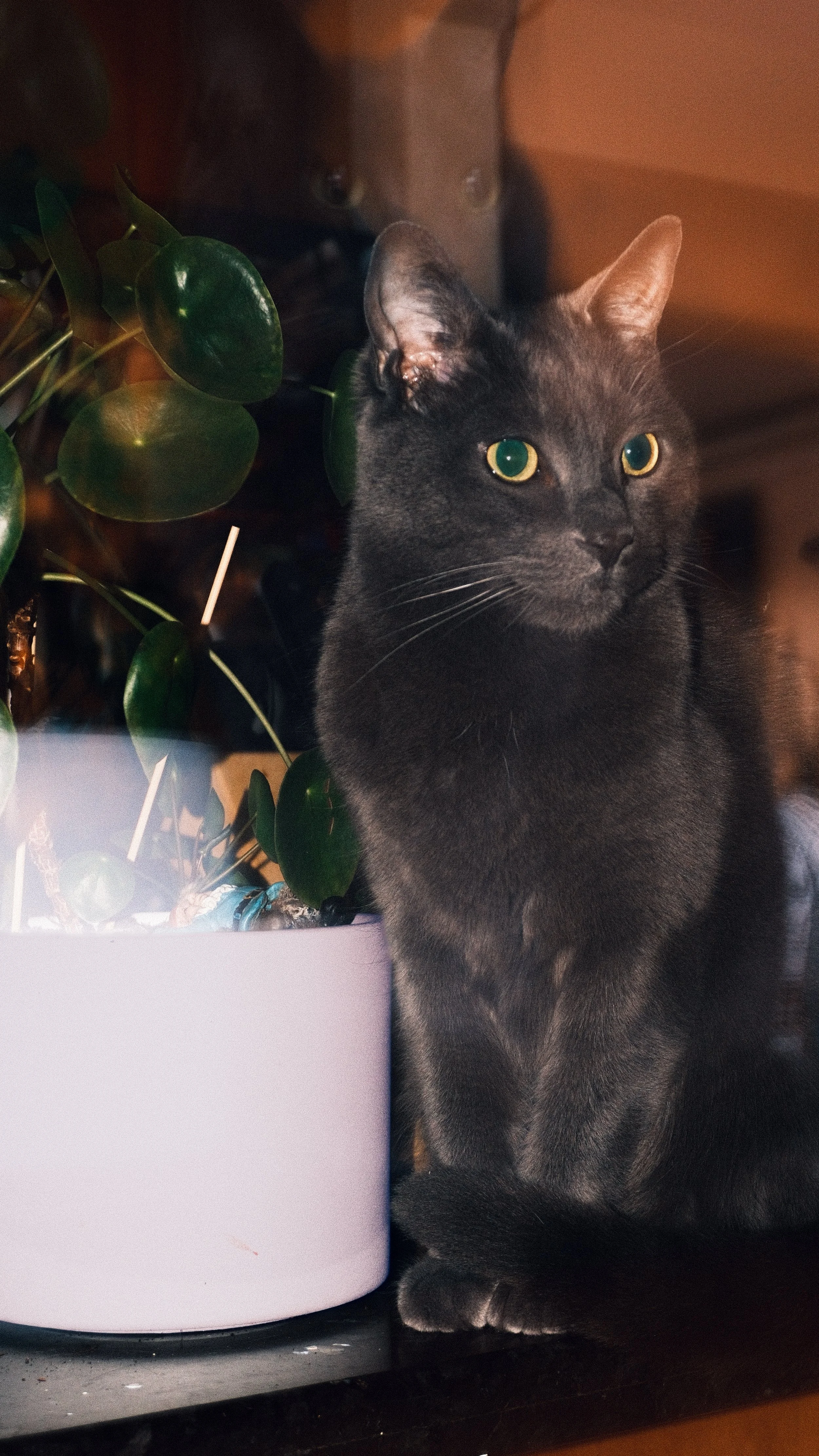 A black cat sitting next to a pink pot with a green leafy plant, on a dark surface indoors.