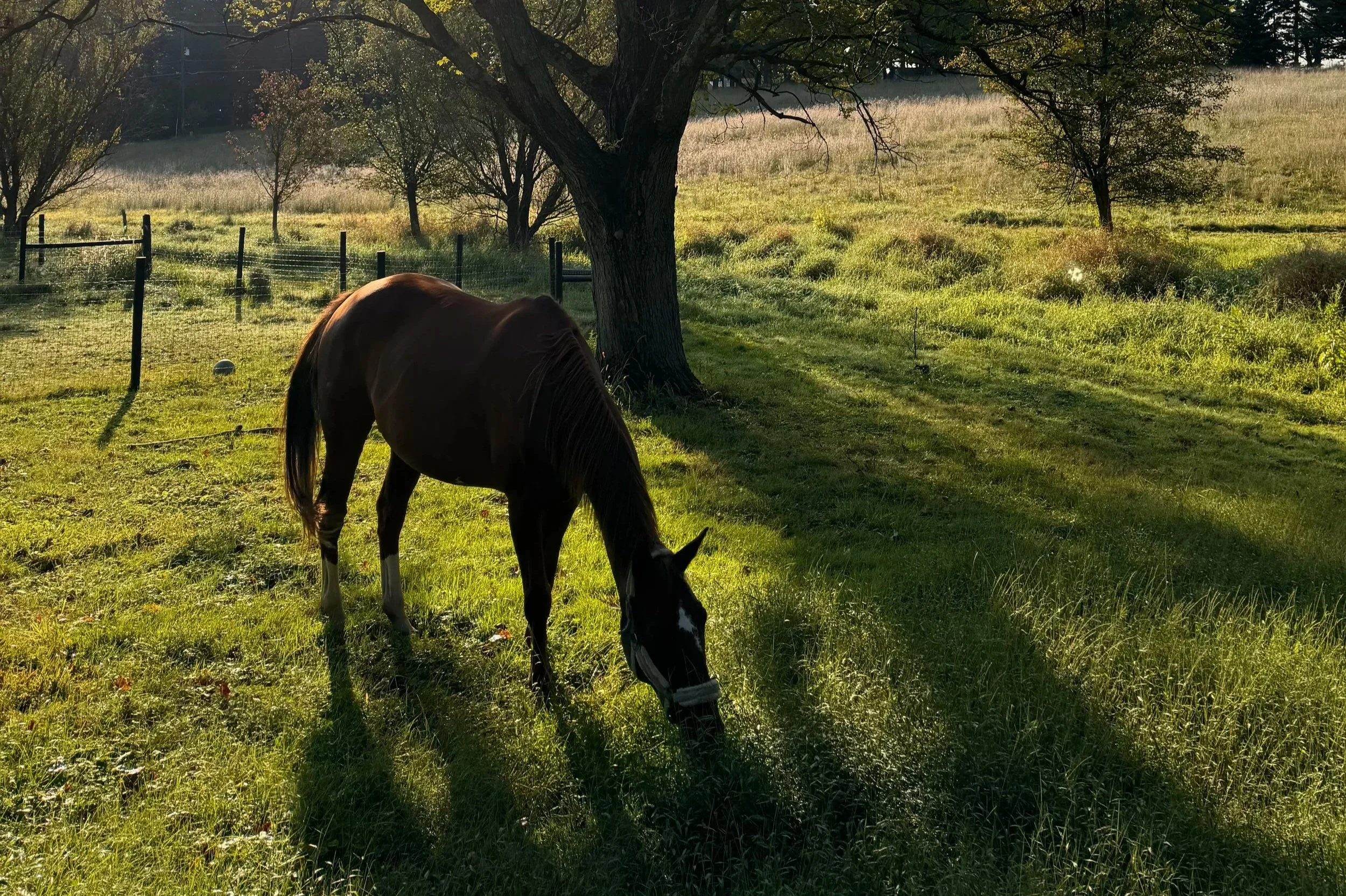 horse gazing under big tree