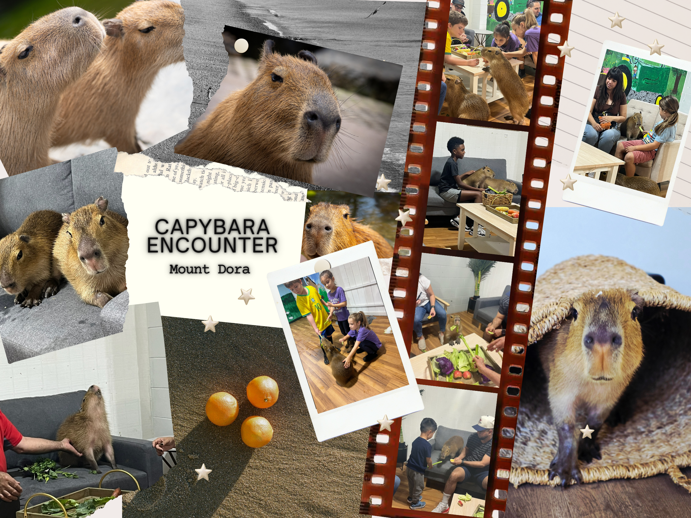 Playtime with Capybaras