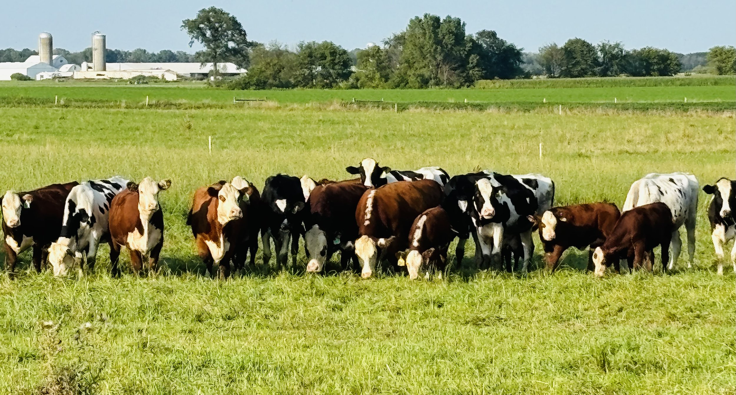 VanHandel Dairy Farm, Wisconsin - IMG_9534.jpeg