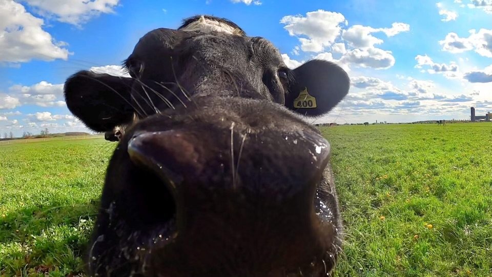 Van Handel Dairy Farm Wisconsin - IMG_1260.jpeg