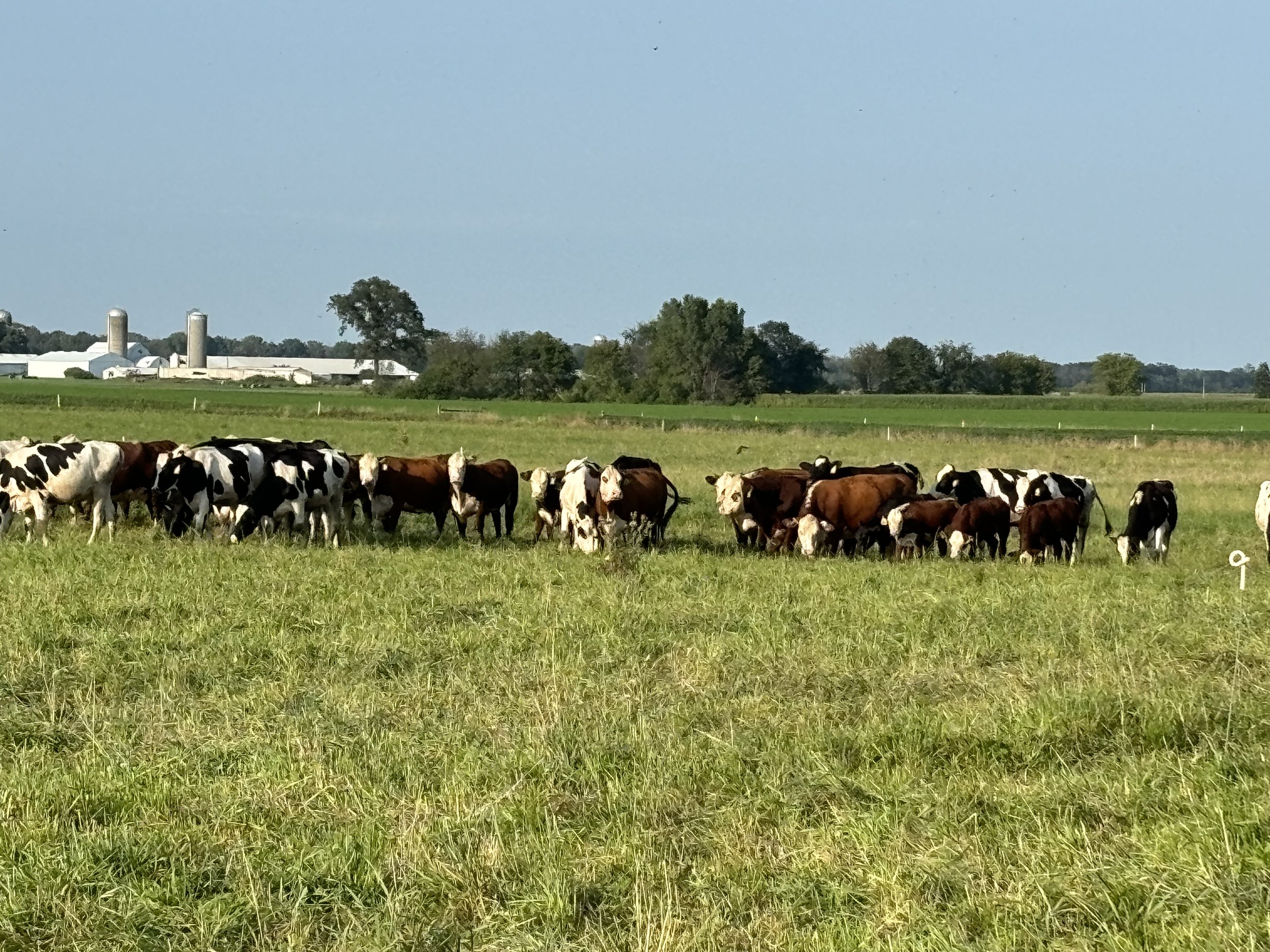 VanHandel Dairy Farm, Wisconsin - IMG_9533.jpeg