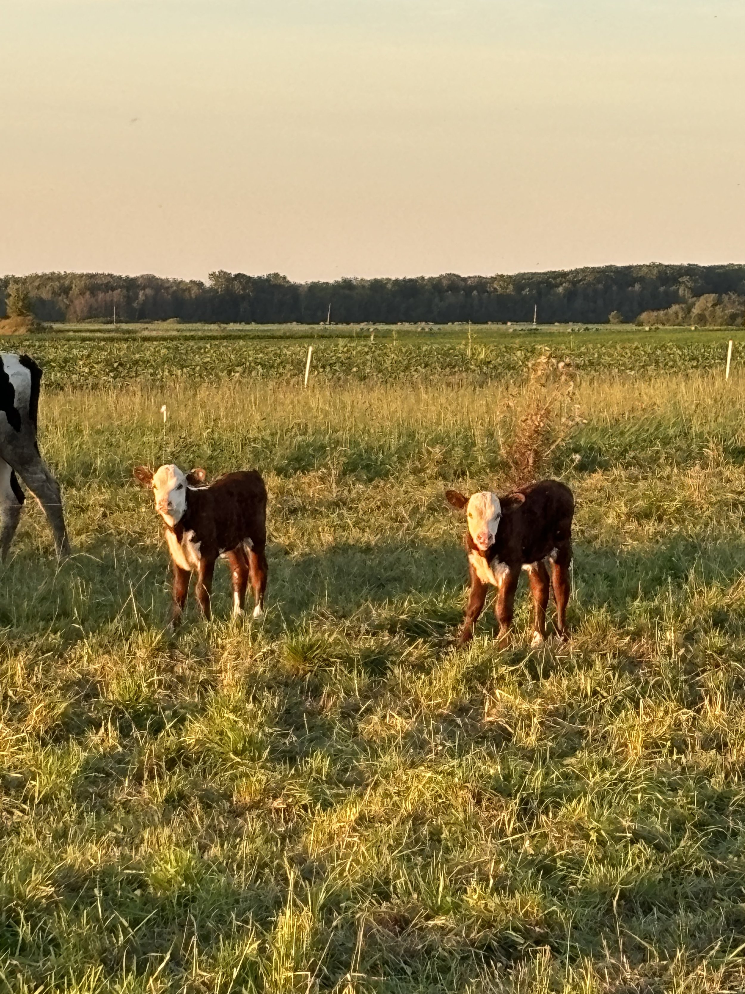 VanHandel Dairy Farm, Wisconsin - IMG_9593.jpeg