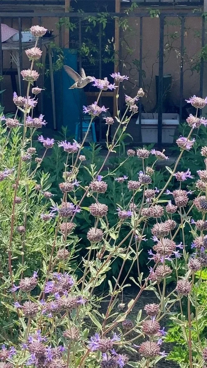 A hummingbird flying near a cluster of purple flowers in a garden with a fence and some containers in the background.