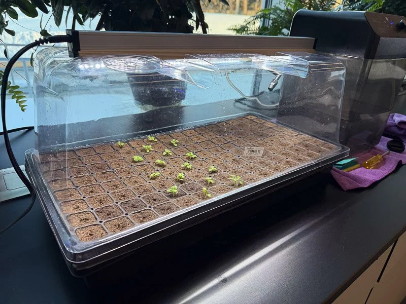 Aquaponics setup with seeds in pots in a growing environment