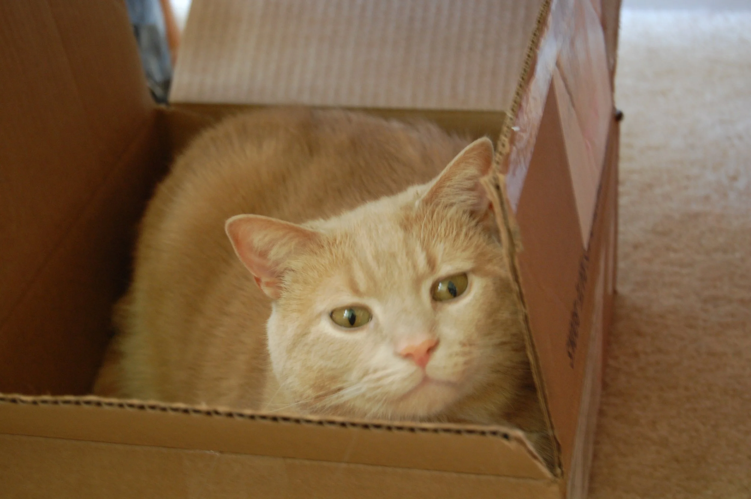 DSC_1133.JPG