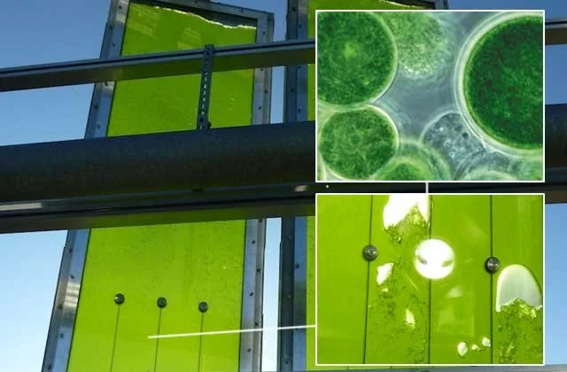 algae-bioreactor-panel-1.jpg