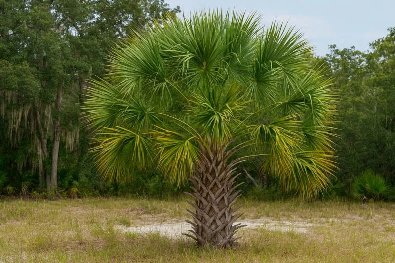 Cabbage Palm ( Sabal palmetto)