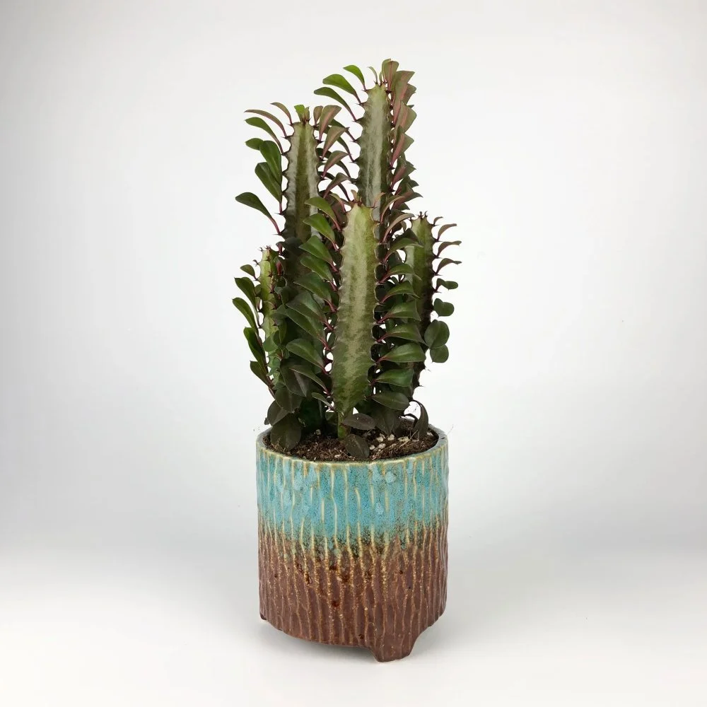 Euphorbia-'Trigona-Rubra'.jpg