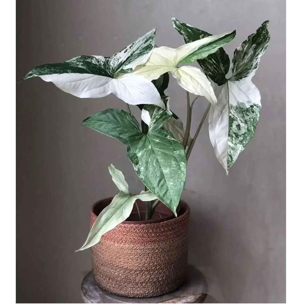 syngonium-albo.jpg