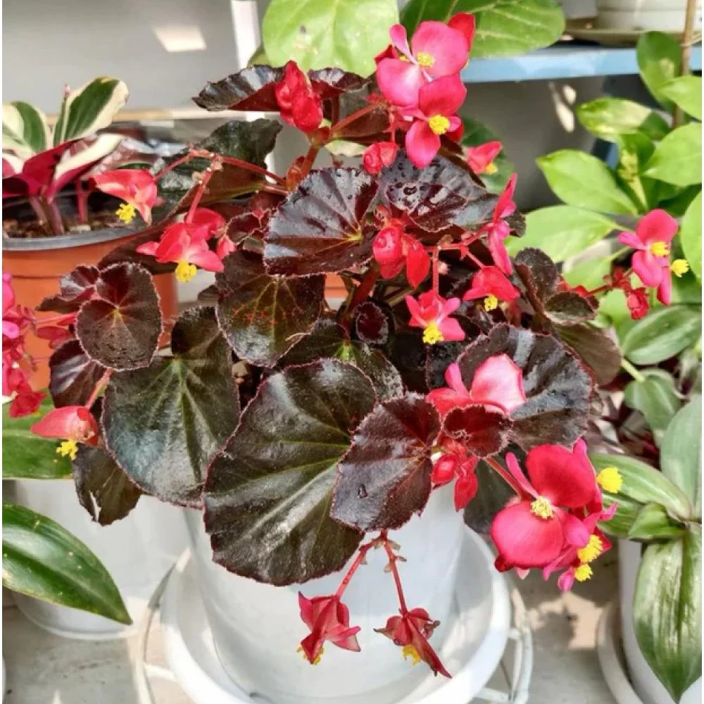 wax-begonia.jpg