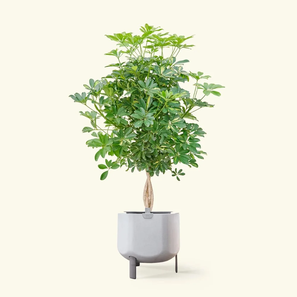 umbrella-tree.jpg
