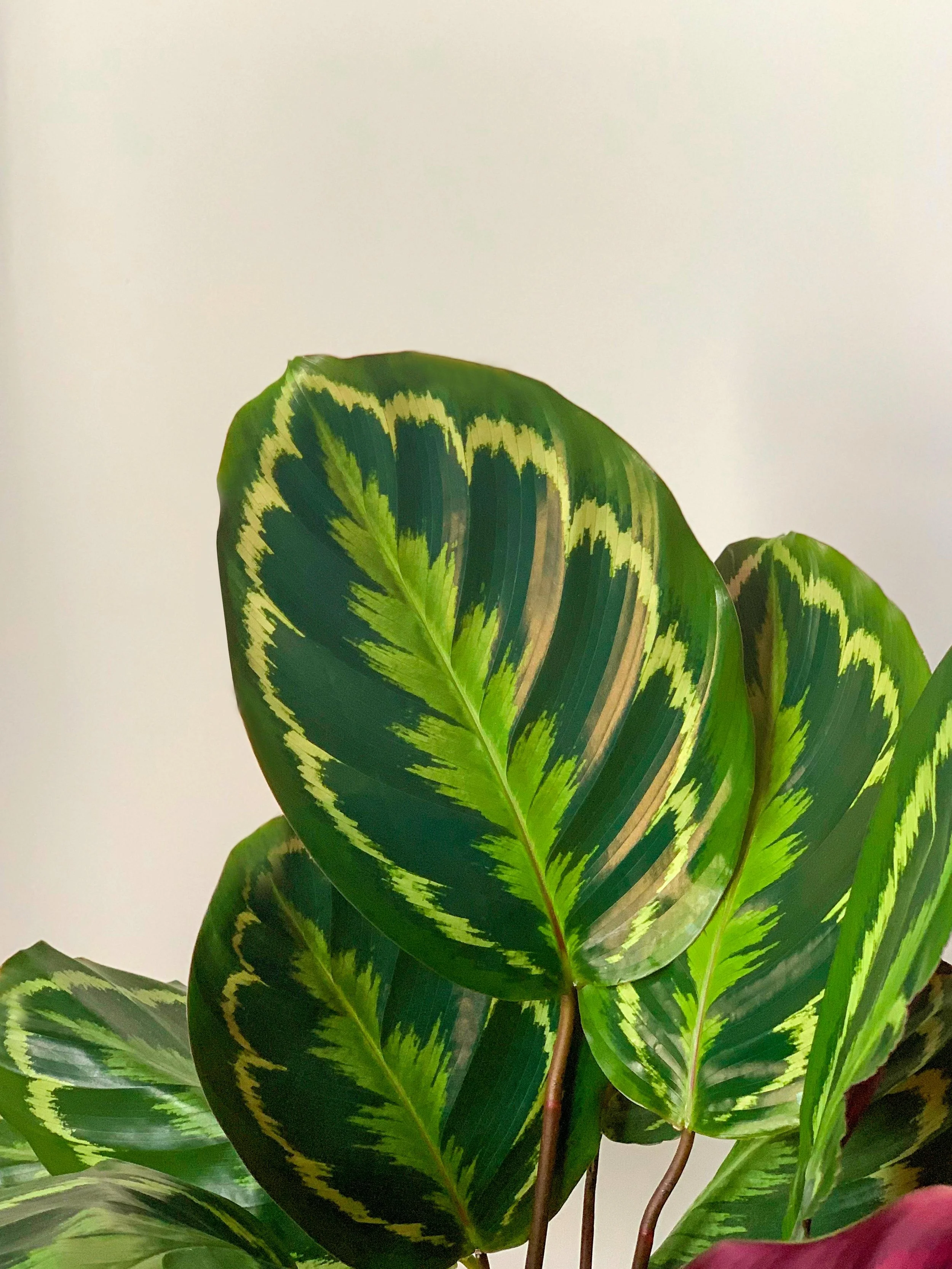 pexels-plantsandgraphics-9641446.jpg