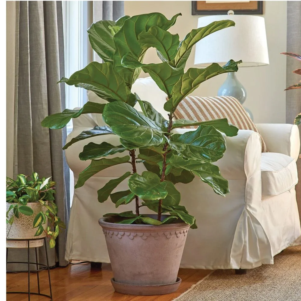 fiddle-leaf-fig.jpg
