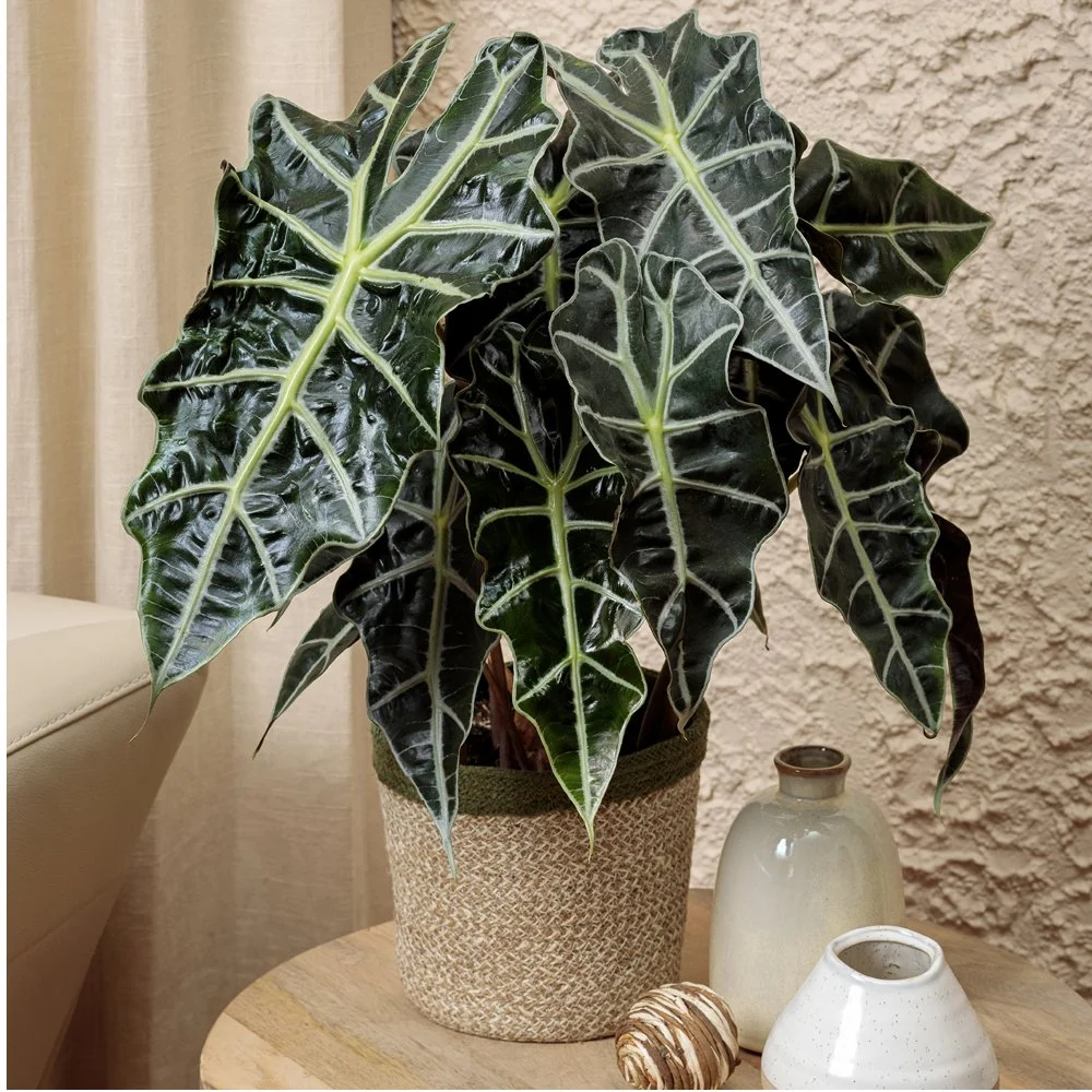 alocasia-polly.jpg